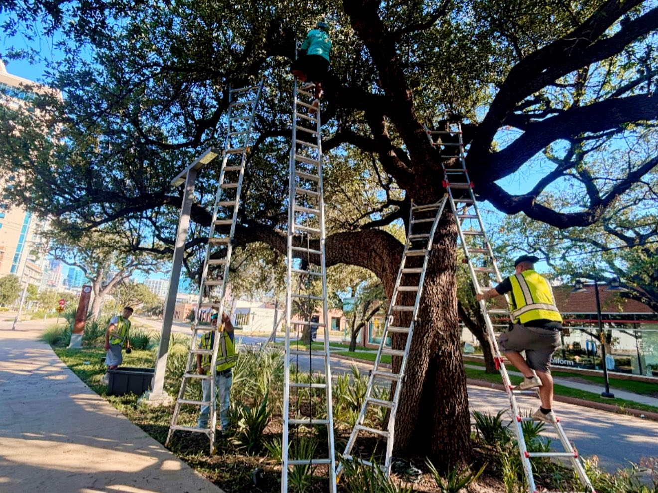 Commercial Christmas lighting installation, photo 57 of 114
